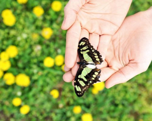 beautiful-butterfly-hands-outdoors